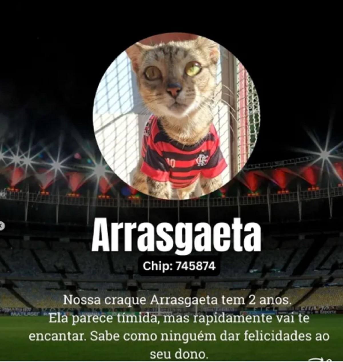 Juiz de Fora usa nomes de jogadores para impulsionar adoção de animais soaquinoticias