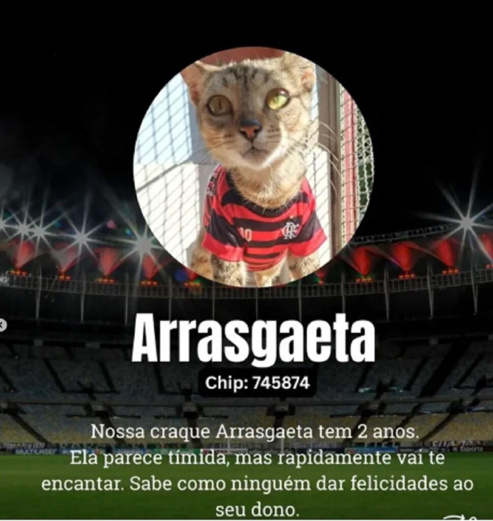Canil de Juiz de Fora usa craques do futebol em campanha de adoção soaquinoticias