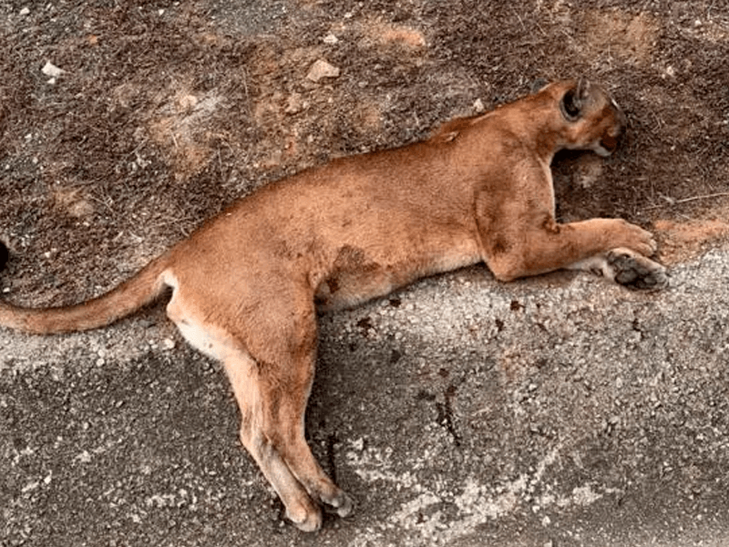 Onça é encontrada morta após atropelamento na rodovia BR 381 soaquinoticias