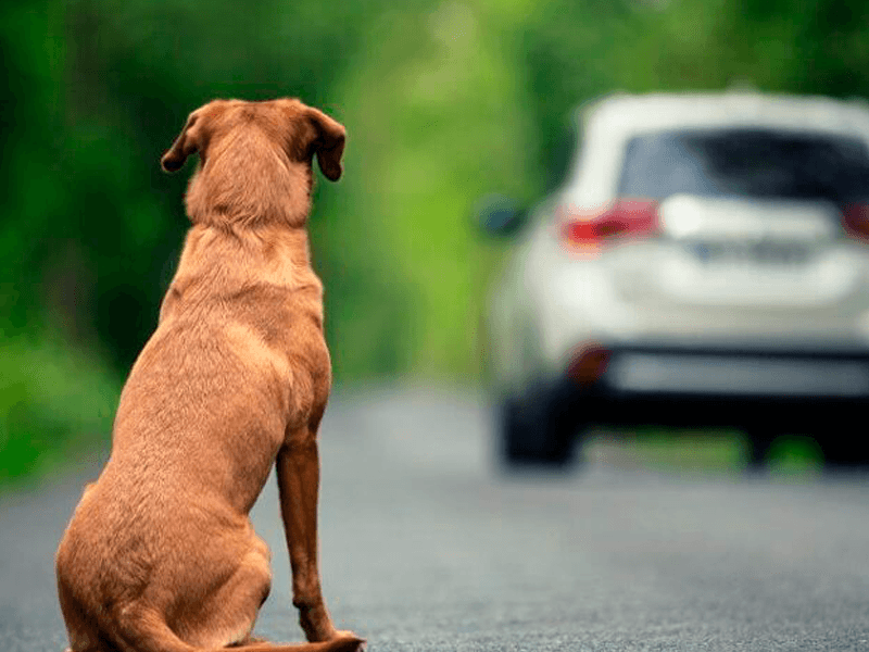 Camara aprova projeto que suspende CNH de motoristas que abandonarem animais soaquinoticias
