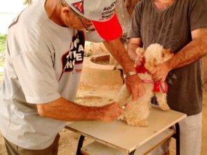 Prefeitura de Timoco realiza campanha de vacinação antirrábica para cães e gatos soaquinoticias